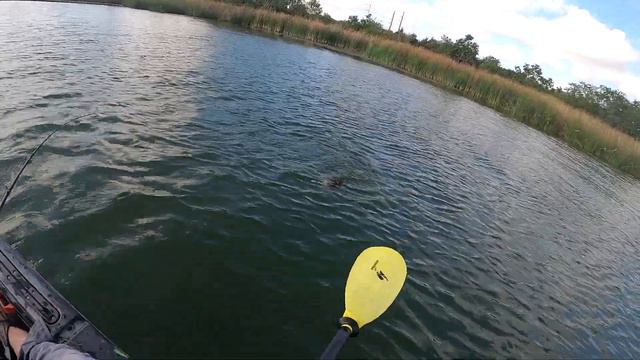 I Found a Pile of Fish on This Shallow Grass Flat- Decker Lake- Topwater смотреть онлайн