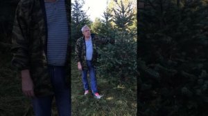 Лжетсуга или Псевдотсуга