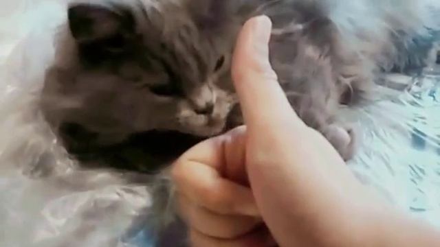 Как похвалить кошку за 10 секунд смотреть онлайн