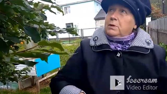 Яблоня 50+. Осенняя обрезка на плодоношение. смотреть онлайн