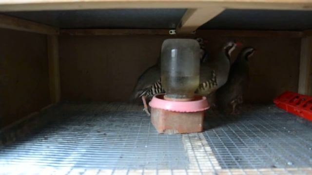 Каменная куропатка кеклик.Побег из курятника. смотреть онлайн