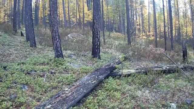 За брусникой перед снегом смотреть онлайн
