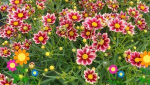 Кореопсис мутовчатый Руби Фрост. Краткий обзор, описание coreopsis verticilata Ruby Frost