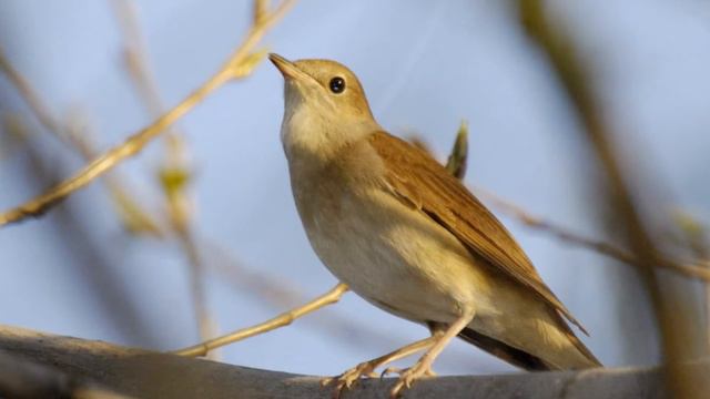 F- 132- Удивительный Мир Птиц ! HD смотреть онлайн