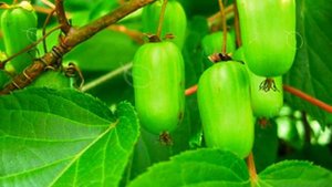 КИШМИШ ДАЛЬНЕВОСТОЧНЫЙ ПОЛЬЗА | польза кишмиш приморский, актинидия дальневосточная, дикий кишмиш