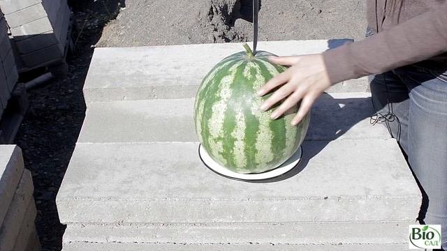 Выращивание арбузов (итог)