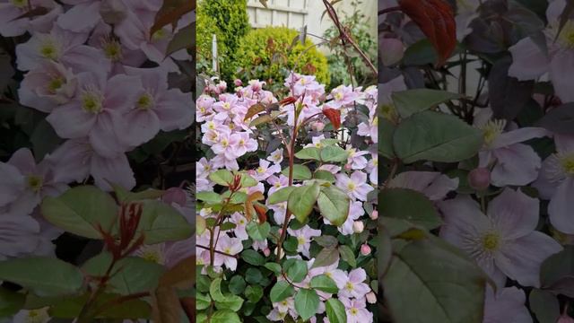 Clematis Montana, May 2023 смотреть онлайн