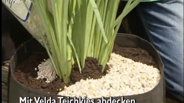 Посадка водных растений в пруду смотреть онлайн