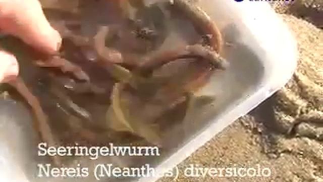 Wurmkurt TheMovie