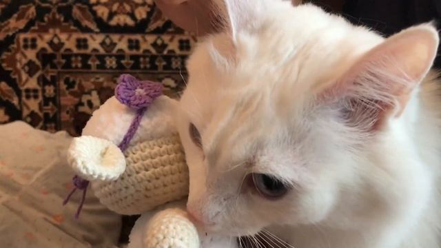 Как отметить День рождения кота? Рассказываем!