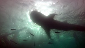 Шоу китовых акул