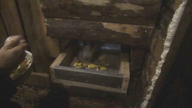 Чем лучше кормить коз? Мой эксперимент #козоводство смотреть онлайн