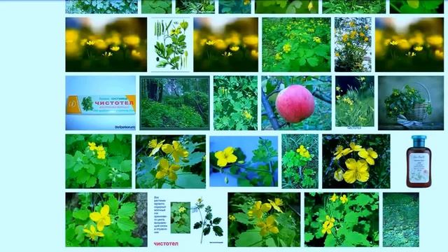 Чистотел - наш русский женьшень! смотреть онлайн