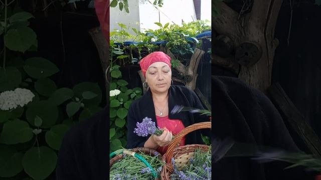 Лаванда.Услада для души.#лаванда#ароматравы