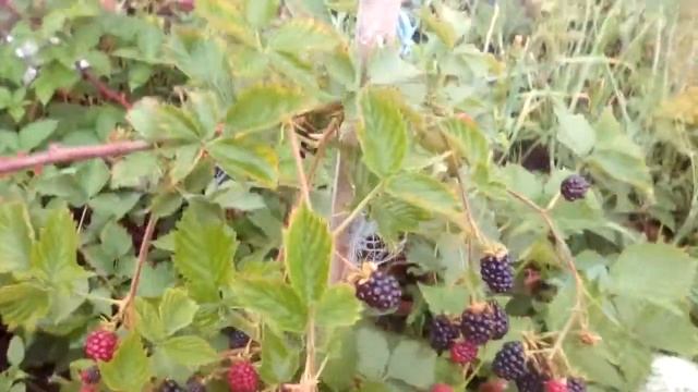 ежевика лох тей, урожай смотреть онлайн