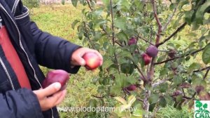 Яблоня сорт Имант