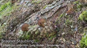 Brauner Stäubling, Bräunlicher Stäubling, Brauner Staubbovist, Brauner Bovist, Lycoperdon umbrinum