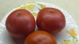 ТОМАТ ЧУДО ЗЕМЛИ - КАКОЙ ОН?