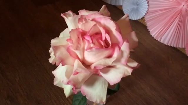 Необычная раскрытая роза смотреть онлайн