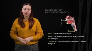 Строение и функции органов пищеварения | Биология