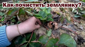 Обработка кустов садовой земляники