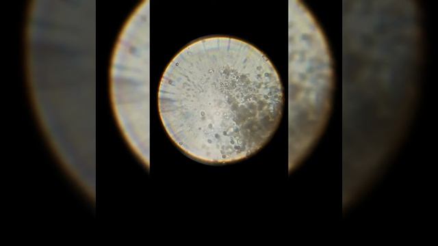 Кто обитает в плесневелой воде. смотреть онлайн