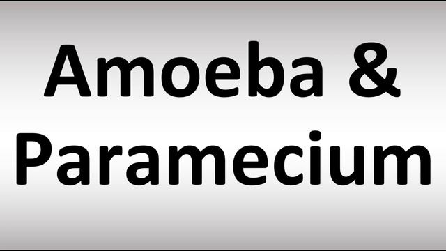 How to Pronounce Amoeba and Paramecium смотреть онлайн