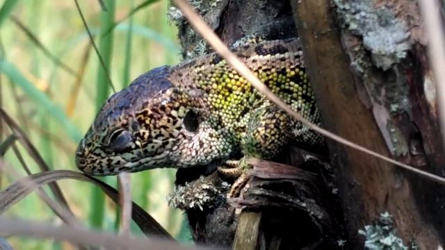 Фотоохота на ящериц смотреть онлайн