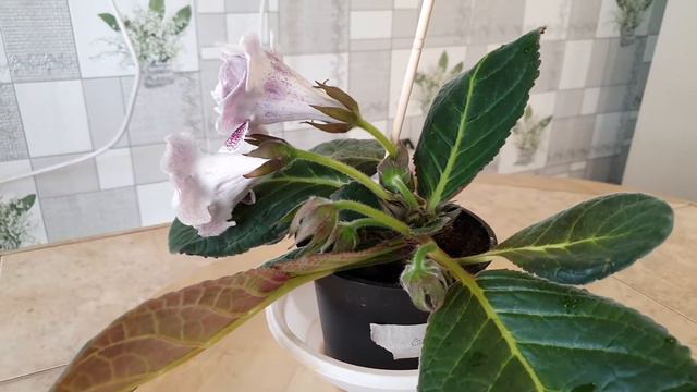 ГЛОКСИНИЯ НГ СТРЕКОЗА. смотреть онлайн