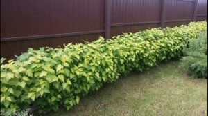 Пузыреплодник