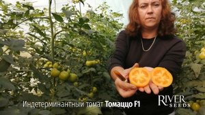 Томаццо F1 #RiverSeeds т.89081923283