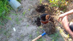 Размножение розы отводкой.