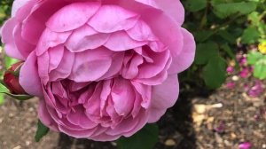 David Austin Roses | Rose Garden | Kew Gardens