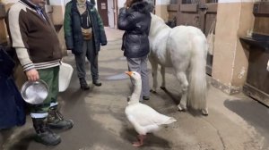 Коломенский гусь Мартин. Один день из жизни гуся