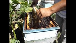 применение разделительной решетки ульевой в пчеловодстве