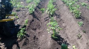 Окучивание картофеля мотоблоком при помощи окучника