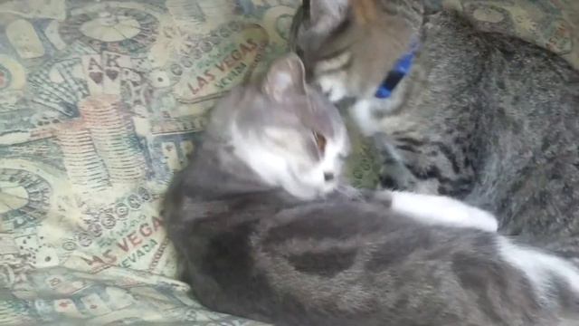 Кошачья ласка НАЧАЛО......