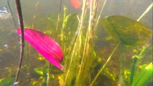 ОЗЕРО ЧЕРНЕНЬКОЕ ПОД ВОДОЙ 2022.06.04