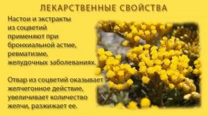 Бессмертник - трава для здоровья и красоты