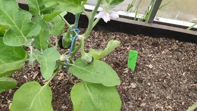 10.07.22 Дача.Перцы и Баклажаны в теплице смотреть онлайн