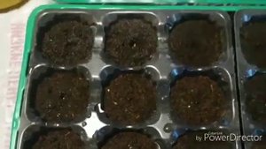 Петуния Триумф. Сроки посадки для раннего цветения