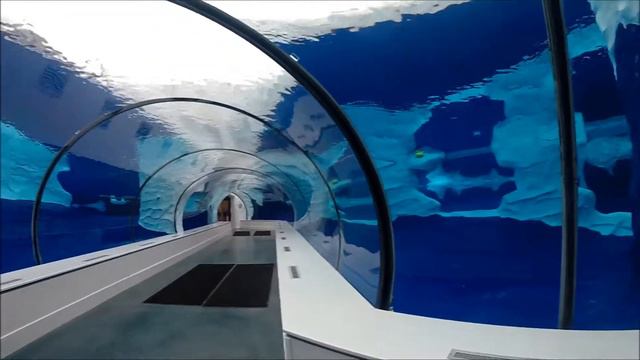 Detroit Zoo: Seals, Arctic Ring of Life Exhibit & Frederick and Barbara Erb Polar Bear Passage смотреть онлайн