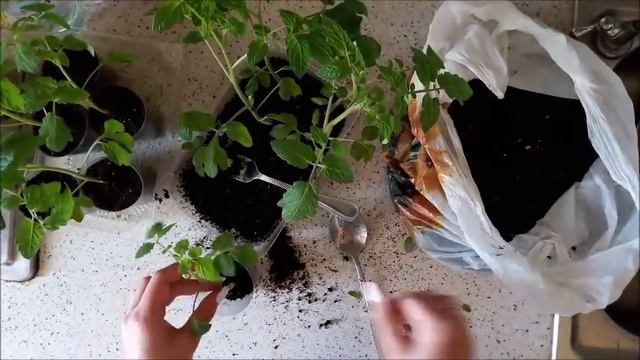 Пикировка томатов БАЛКОННОЕ ЧУДО Огородик на окошке. смотреть онлайн