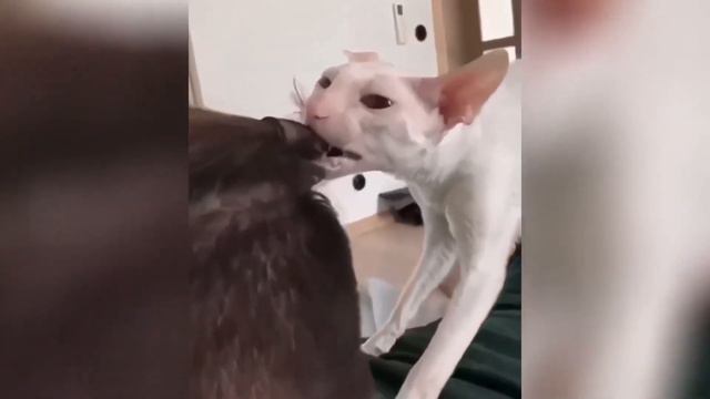 лучшая подборка смешных животных кошек и собак(мемы) #3 смотреть онлайн