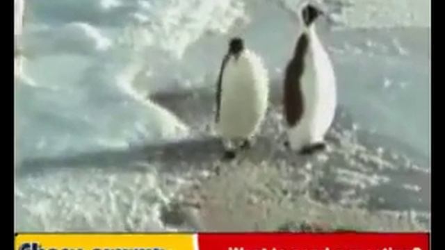 Среди пингвинов есть и драчуны найти