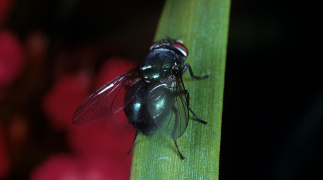 Уникальные мухи: ученые научились выращивать особо питательные личинки