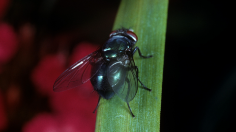 Уникальные мухи: ученые научились выращивать особо питательные личинки