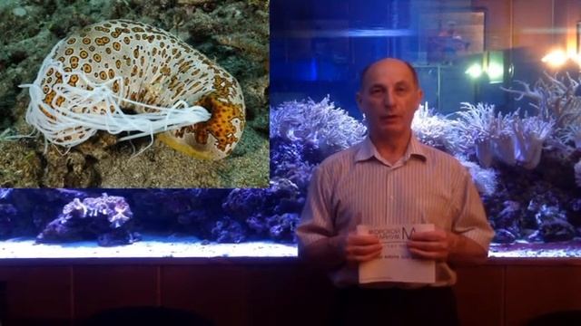 Морская азбука.Буква "Г" смотреть онлайн