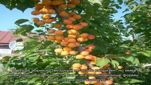 Колоновидный абрикос Звездный порадует крупными плодами и компактной кроной