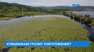 Белые кувшинки на Слюдянском озере оказались под угрозой уничтожения